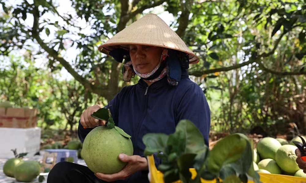 Australia announces import conditions for Vietnamese pomelos